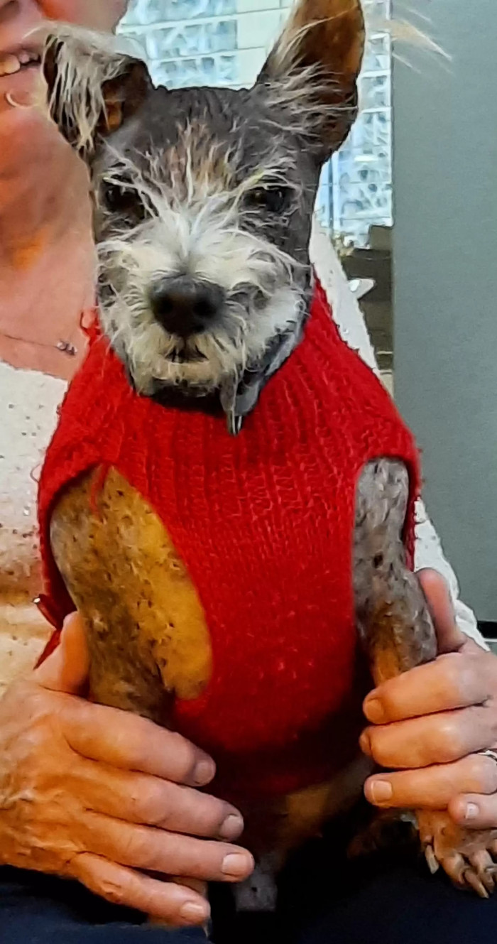 Jay has now been waiting for over 400 days in the shelter. His family at the shelter, however, remains optimistic that someone out there will eventually give Jay a caring home.