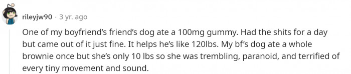 Dogs eating marijuana products is apparently a common occurrence