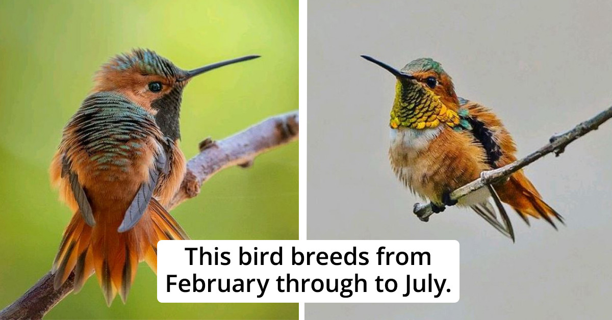 Allen’s Hummingbird Is One Of The Smallest And The Prettiest Hummingbirds In North America