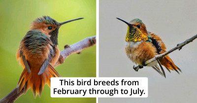 Allen’s Hummingbird Is One of the Smallest and the Prettiest Hummingbirds in North America