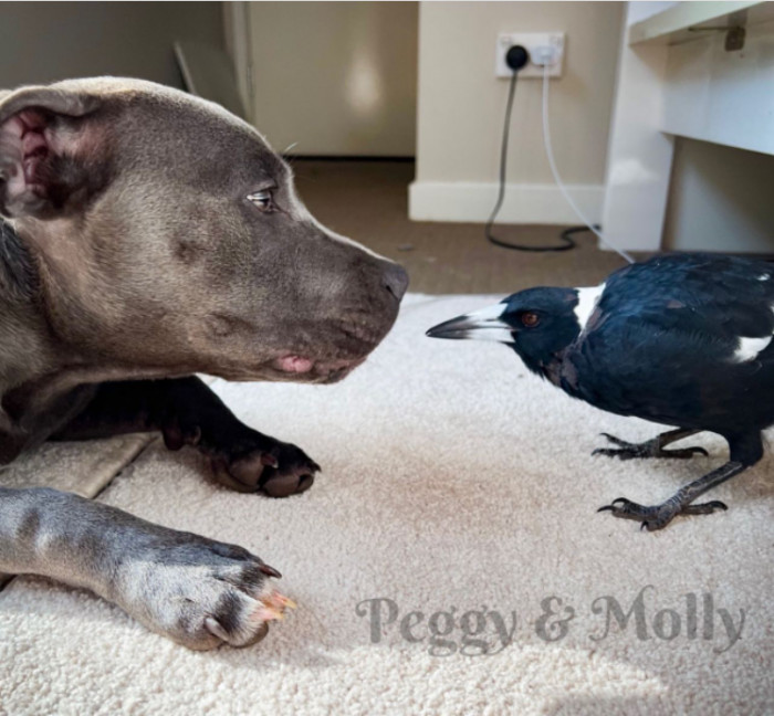 Peggy really wanted to help the magpie get well, so she did something extraordinary: