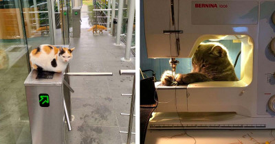 Check Out These Independent Cats That Can Take Care Of Their Bills