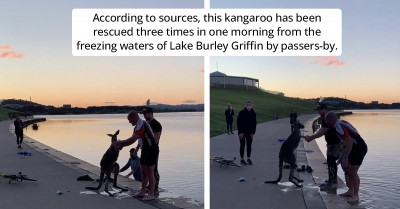 Moment Caught On Camera When A Kangaroo Shakes The Hand Of A Man Who Rescued Him From A Frozen Lake