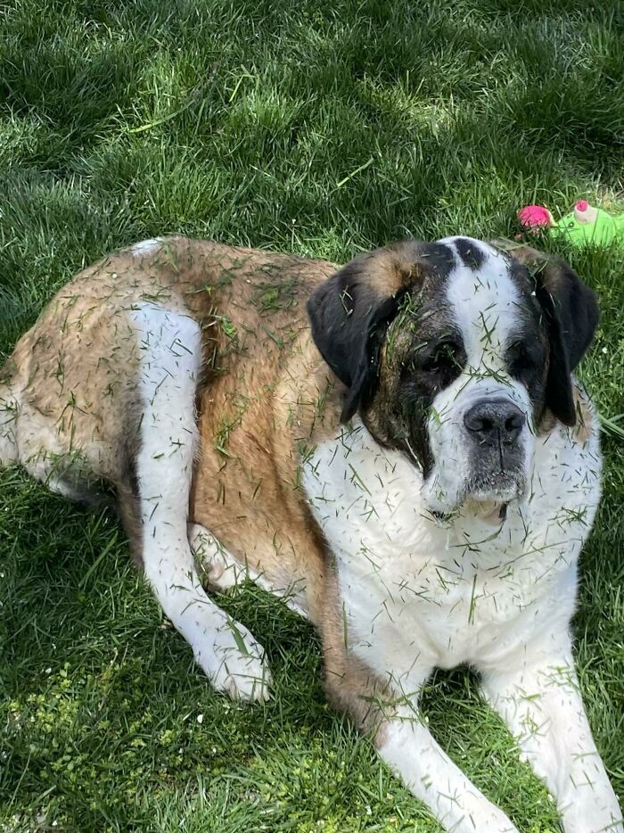 43. The dog is too lazy to move even though the mower draws closer