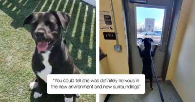 Heartbreaking Picture Of A Dog Dropped Off At An Animal Shelter