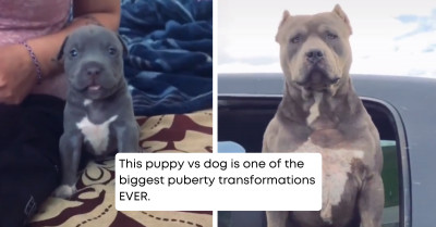 Here Are Some of the Best Dog Posts About Unique Dogs That You Need to See