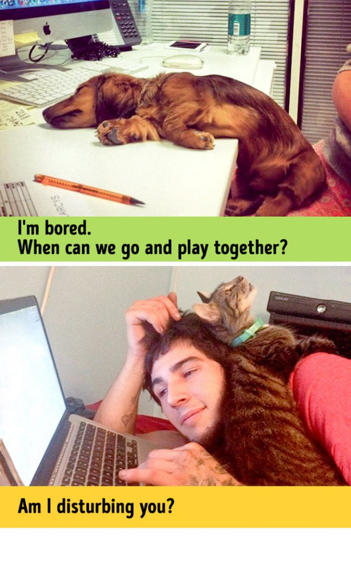 #7 They love to distract you from work.