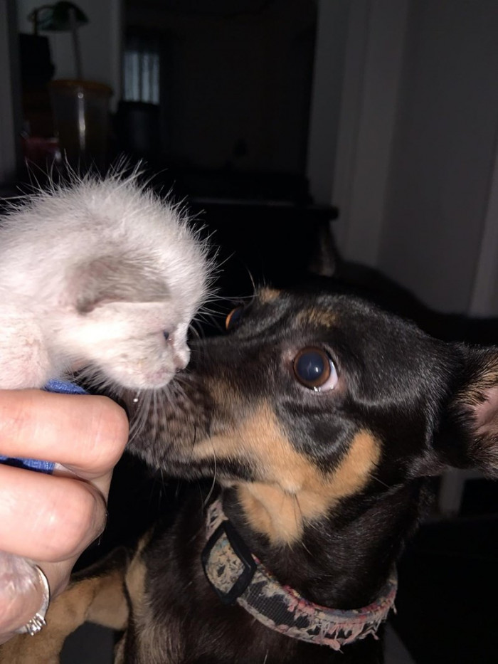 Even the family puppy welcomed Rockette with open paws!