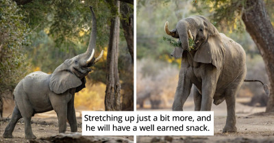 Who Knew Massive Elephants Could Be So Agile?
