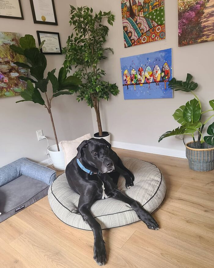 Ever seen a massive black beauty with such a loving presence before?