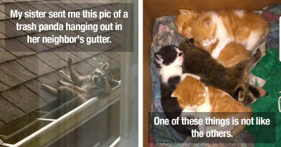 50 Times People Documented Trash Pandas Acting Cute Or Funny And Felt Compelled To Share Them With The World