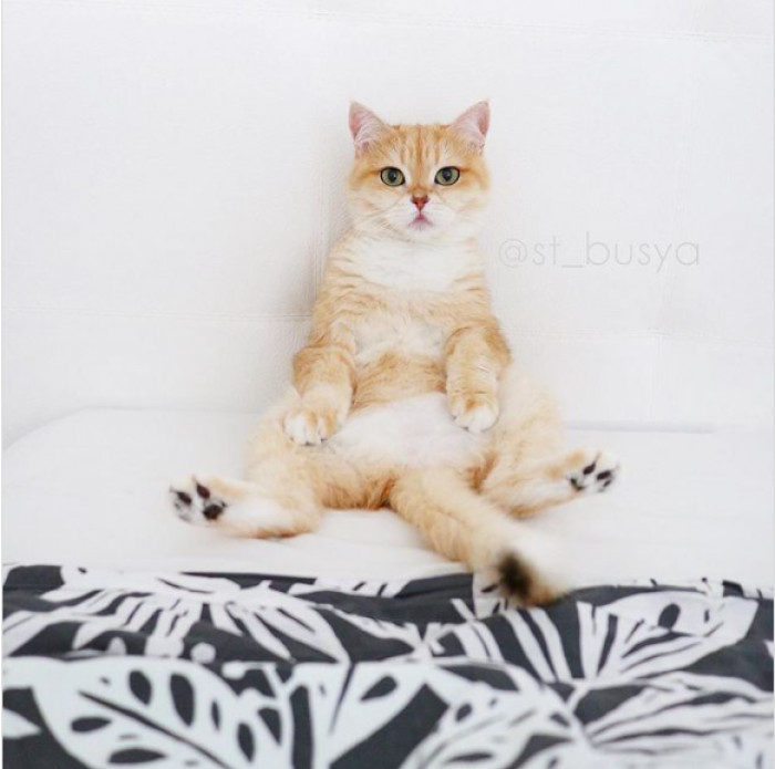 7. Isn't this Russian cat a beauty to behold?