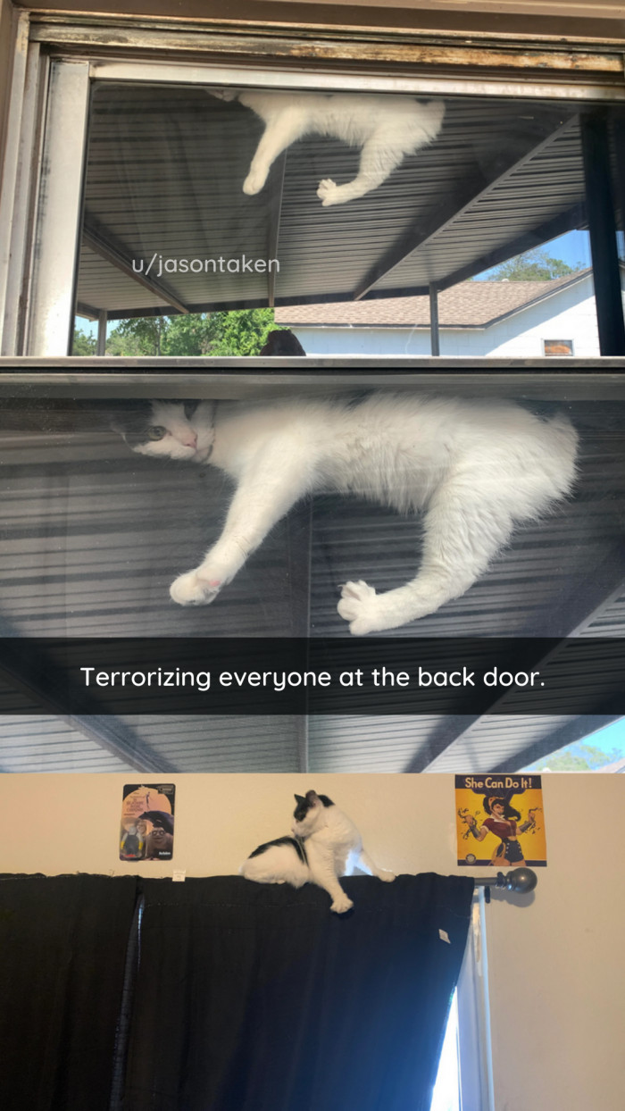 3. How to tell when the CAT is IN CHARGE: