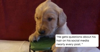 Most of Us Have Problems with Our Cowlicks, But This Dog Pulls It Off Perfectly