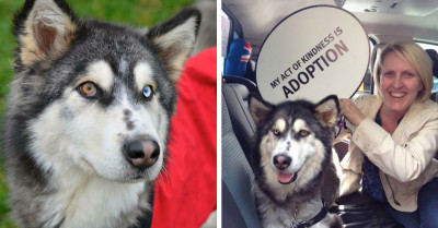Starved Siberian Husky Finds Forever Home After Eating Stones And Sticks To Survive