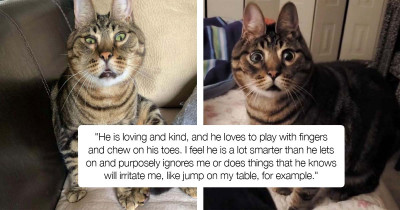 Adorable Special Needs Cat Looks Like A Bunny And We're In Love