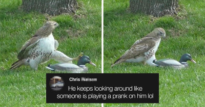 Hawk Is Utterly Confused By This Plastic Duck
