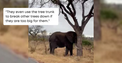Impressive Video Of An Elephant Flexing Its Strength By Effortlessly Breaking A Giant Tree In Half