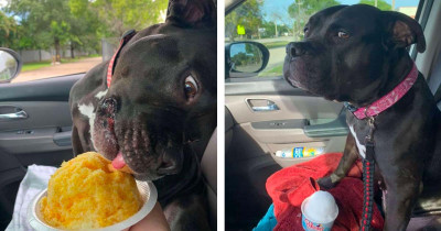 Spoiled Dog Refuses To Eat Snow Cone Because It's The Wrong Flavor