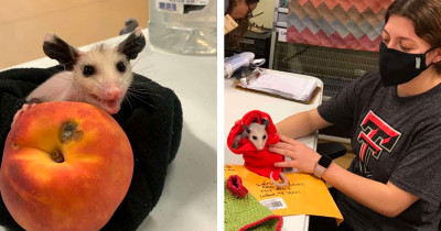 Man Drops Off "Hairless Cat" At Animal Rescue Shelter But It Was Actually A Baby Possum