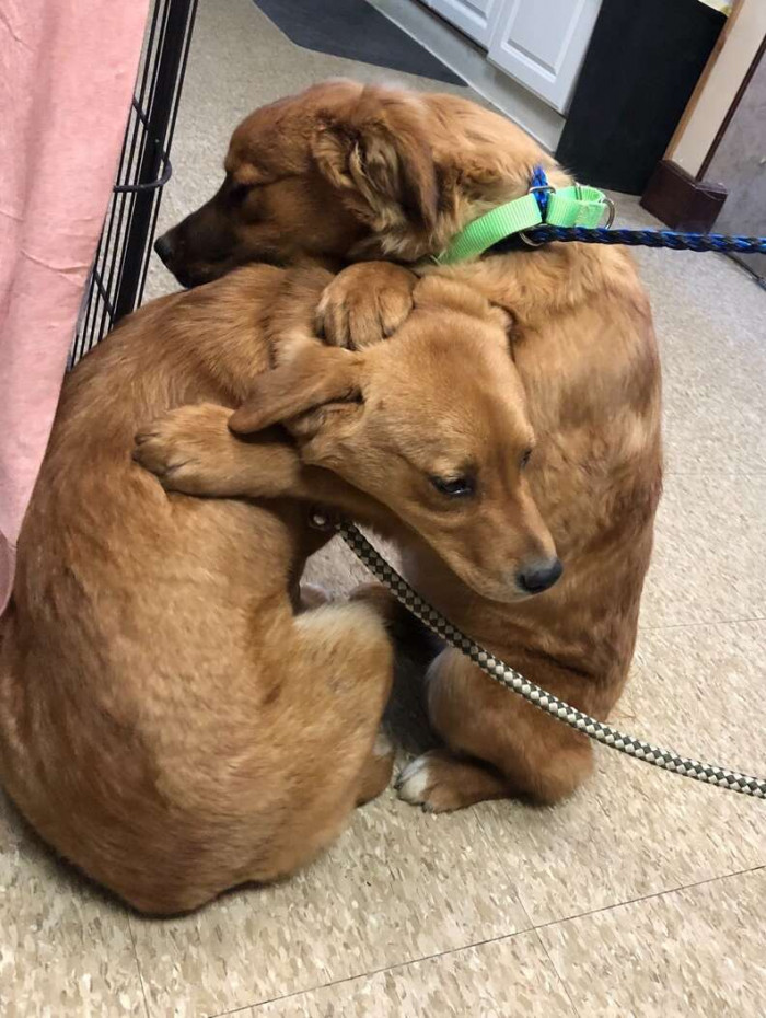 Peaches and Layla are hugging each other for warmth in the shelter