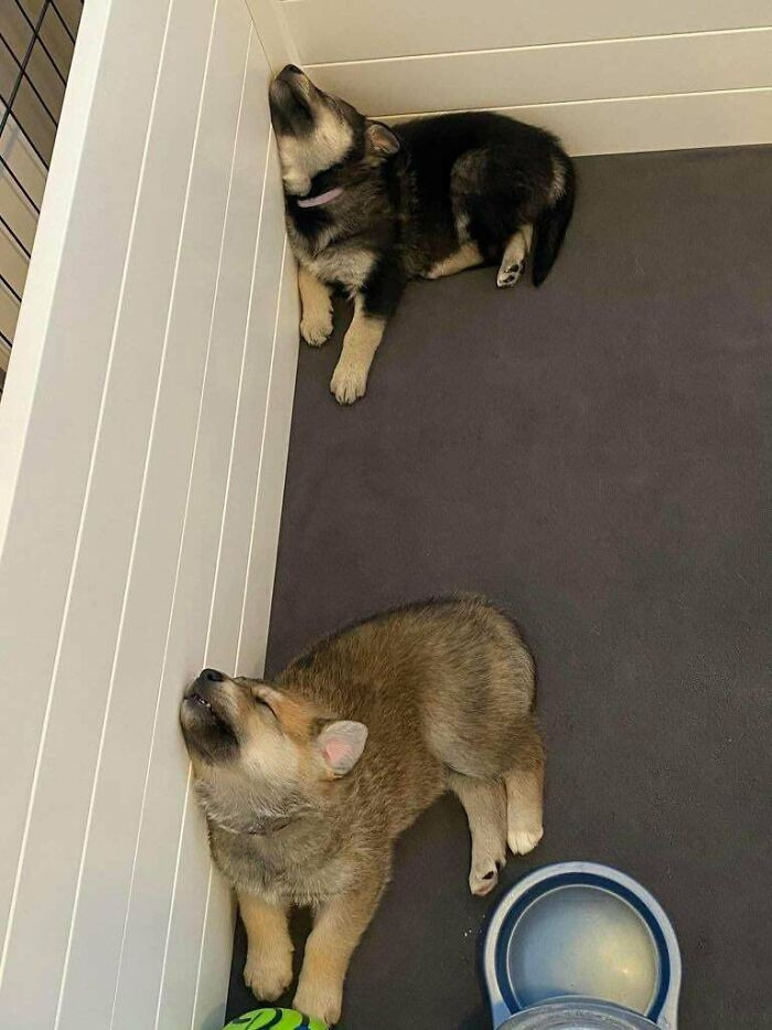 14. It's time for sibling sleep