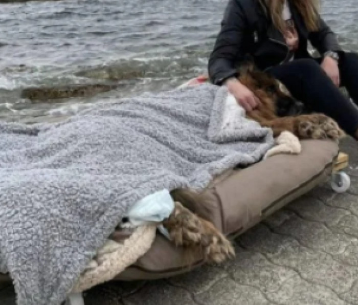 The dog spent the last days of his life with the comforting knowledge that there are still good people in this world.