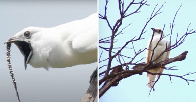 Listen to the World's Loudest Bird Call Ever Recorded, Which Can Rival Even a Jet Engine.