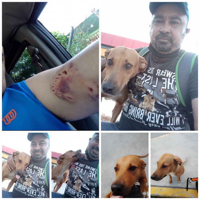 Here Are the Photos of the Bite and the Dog Shared by Jorge.
