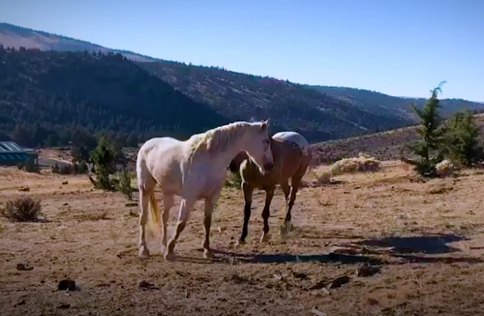 Meet Ghost and Phoenix