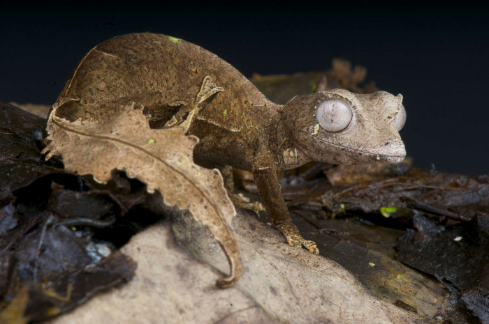 Their skin has ridges on it to make it look like there are veins--just like on leaves. Their tails are even leaf-shaped, too. 