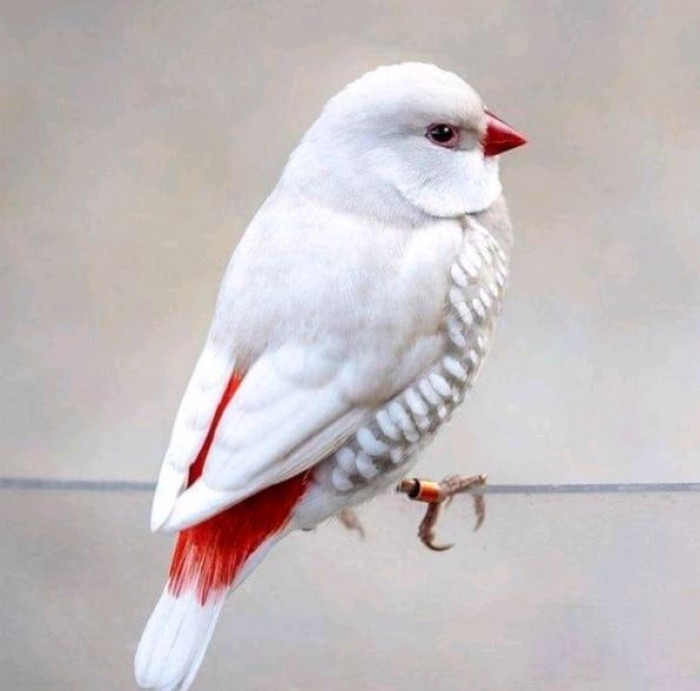 It is one of the three firetail finches that are all native in Australia. The next is called red-eared firetail (Stagonopleura oculata) and are mostly found in the southwestern portion of Australia.