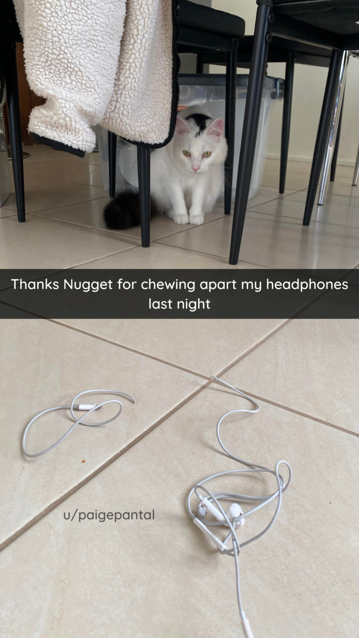 10. Nugget knows no shame.