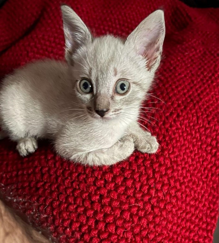 YucateCosa continued to post updates on Rocky.