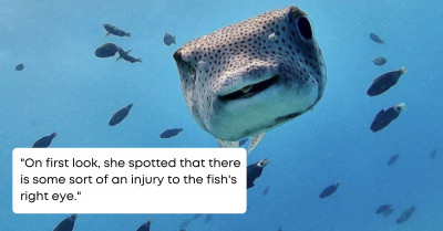 A Diver's Up-Close and Personal Daily Interaction with the Most Adorable Smiling Porcupine Fish