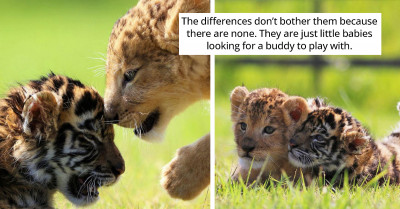 Rare Moment Of Lion and Tiger Cubs Being Affectionate In Japanese Safari Park