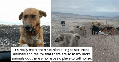 Luck Smiles On A Stray Dog Who Lived In A Dump Site And Once Begged People To Adopt Him