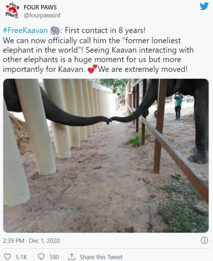 Martin Bauer, one of the people from the animal welfare organization that made this possible, said: