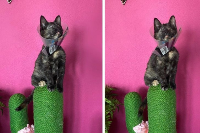 4. A proud look spread across this blind cat's face as she climbed to the top of the cactus.