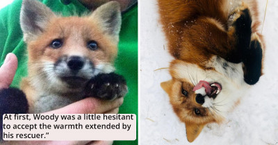 A Heartwarming Tale of a Man Who Saved the Life of a Wild Fox
