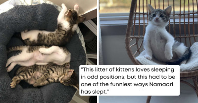 Foster Kitten Proves Cats Sleep In The Weirdest Positions When An Innocent Nap Looked A Little Too Creepy For The Internet To Handle