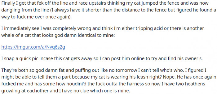 He saw an exact replica of his cat.