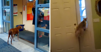 These 15 Videos Are The Best Proof That Doors Are An Unsolvable Enigma For Dogs