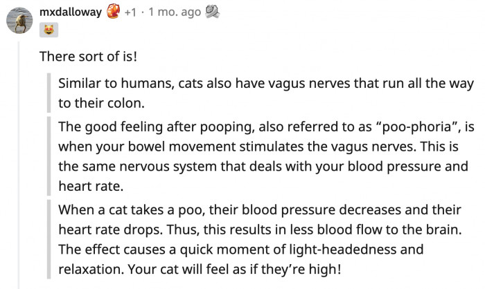 We are officially calling it poo-phoria, and there's an actual explanation for the behavior!