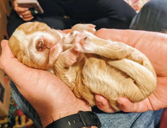 Isn't He Such a Cute Pup...