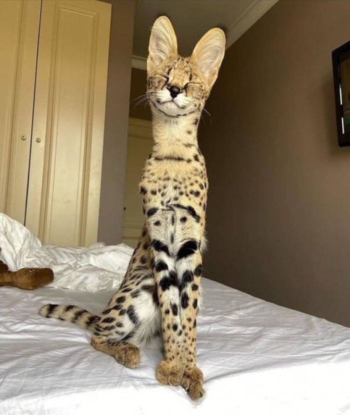 19. Check out this cute serval cat
