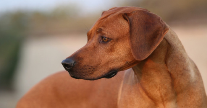 According to Jorge, the Bite Wasn't as Bad, but He Still Needed Medical Attention.