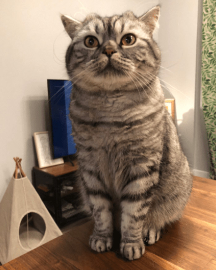 11. “My cat is watching us eat with a sad face. He ignores all of his food, but he wants my broccoli. I gave him a piece, and now he wants more.”