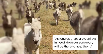Delightful Video Of A Happy Herd Of Donkeys Running Towards Their Favorite Person When He Calls Them