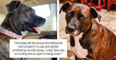 Dog With The Saddest Eyes Prompted A Woman To Help Her
